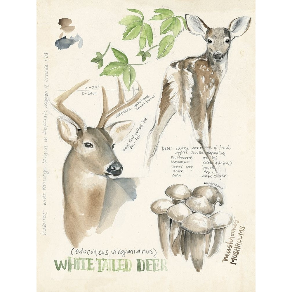 Wildlife Journals IV Poster Print - Jennifer Paxton Parker-VARPDX132658GG Image 1