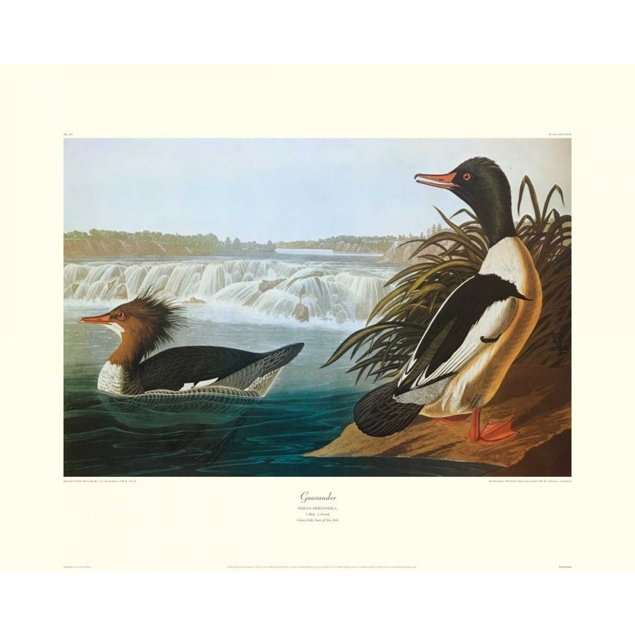 Goosander-VARPDX132779 Image 1