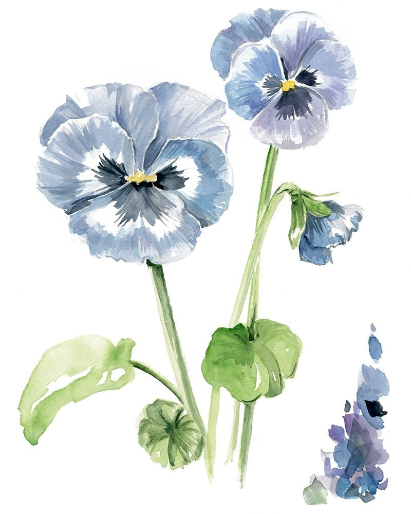 Pansy Study II Poster Print - Jennifer Paxton Parker-VARPDX132874Z Image 1