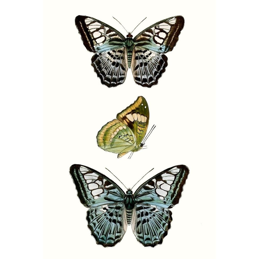 Butterfly Specimen I Poster Print - Studio Vision-VARPDX134400Z Image 1