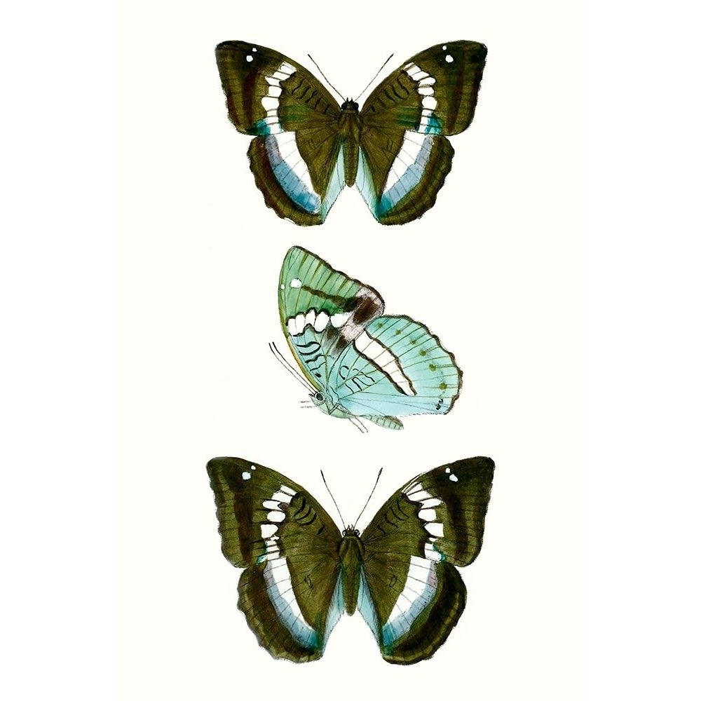 Butterfly Specimen II Poster Print - Studio Vision-VARPDX134401Z Image 1