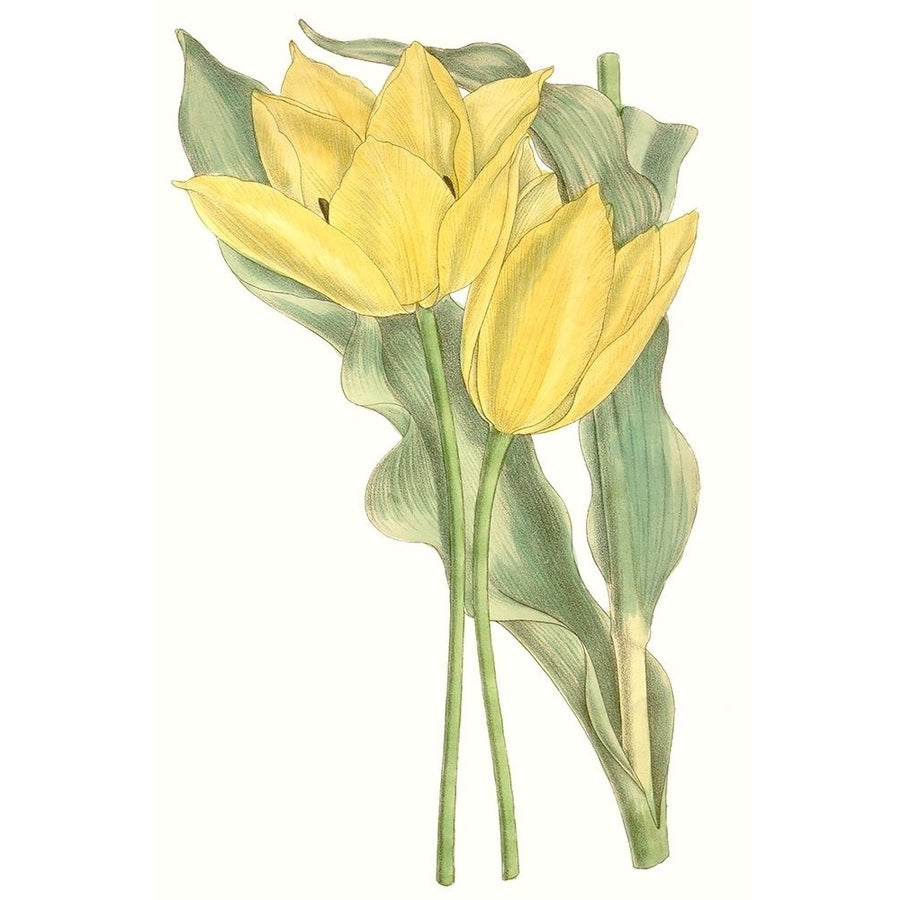 Curtis Tulips II Poster Print - Curtis-VARPDX134415Z Image 1