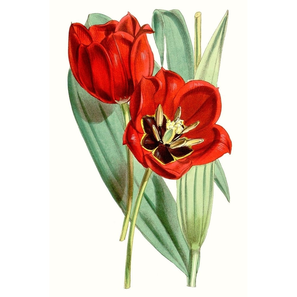 Curtis Tulips V Poster Print - Curtis-VARPDX134418Z Image 1