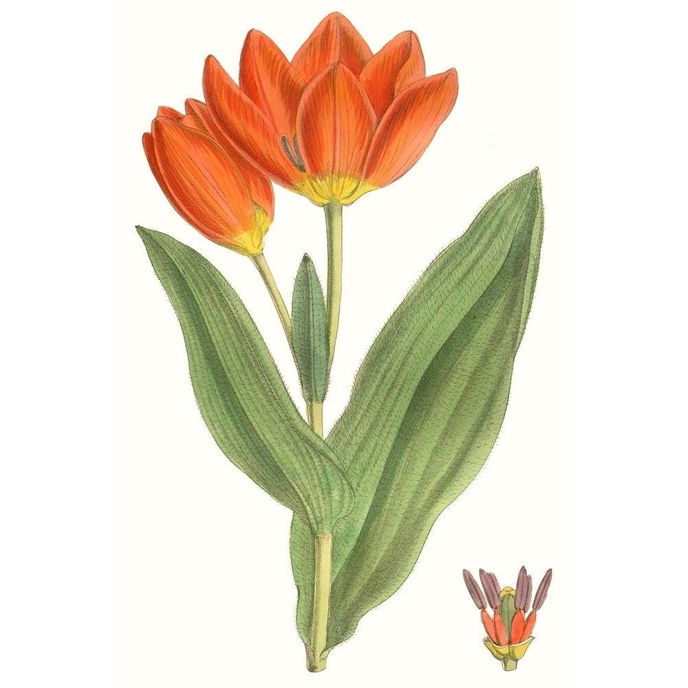 Curtis Tulips IX Poster Print - Curtis-VARPDX134422Z Image 1