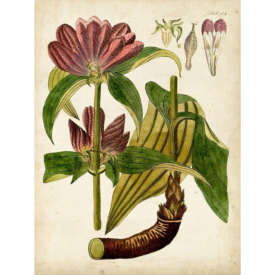 Horticultural Specimen IV Poster Print - Unknown-VARPDX134426Z Image 1