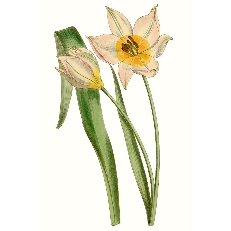 Curtis Tulips III Poster Print - Curtis-VARPDX134416Z Image 1