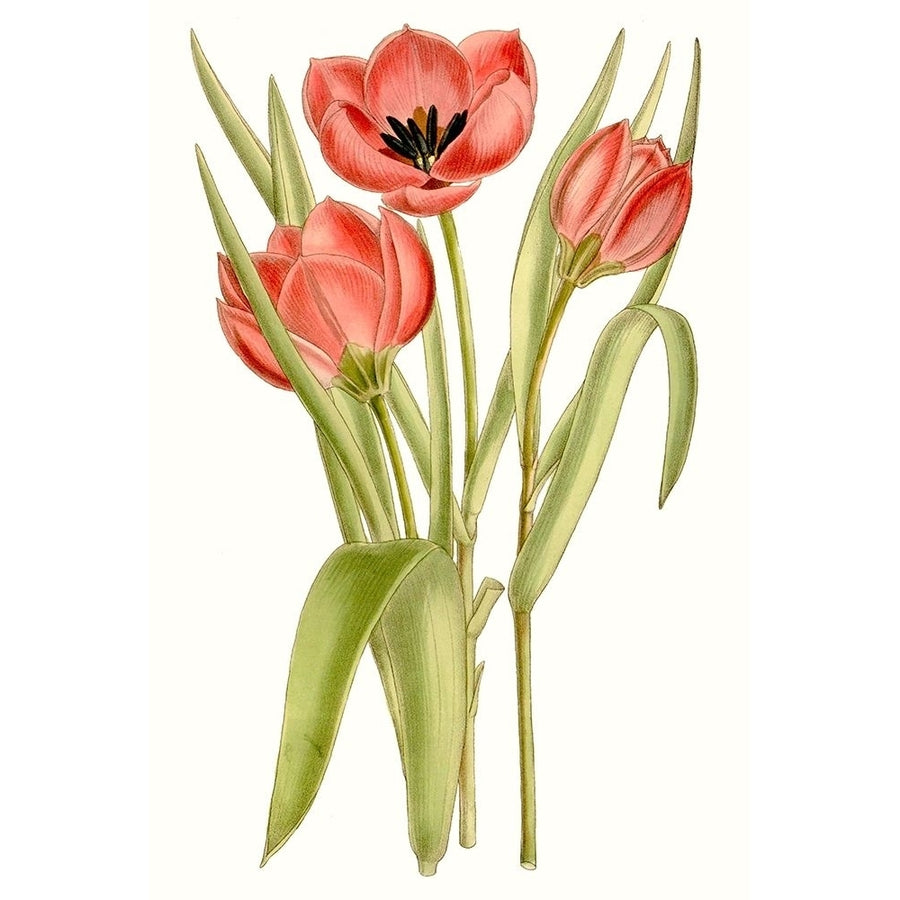 Curtis Tulips VII Poster Print - Curtis-VARPDX134420Z Image 1