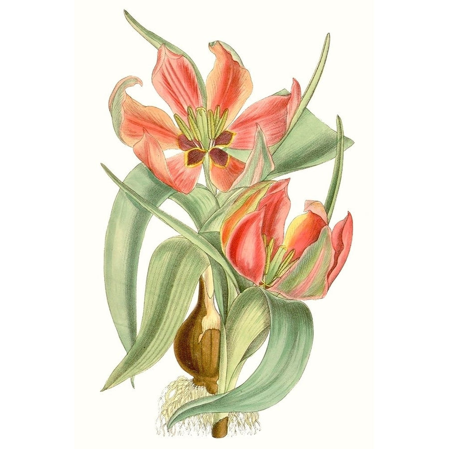 Curtis Tulips I Poster Print - Curtis-VARPDX134414Z Image 1