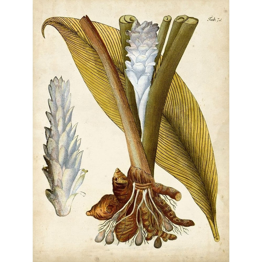 Horticultural Specimen I Poster Print - Unknown-VARPDX134423Z Image 1