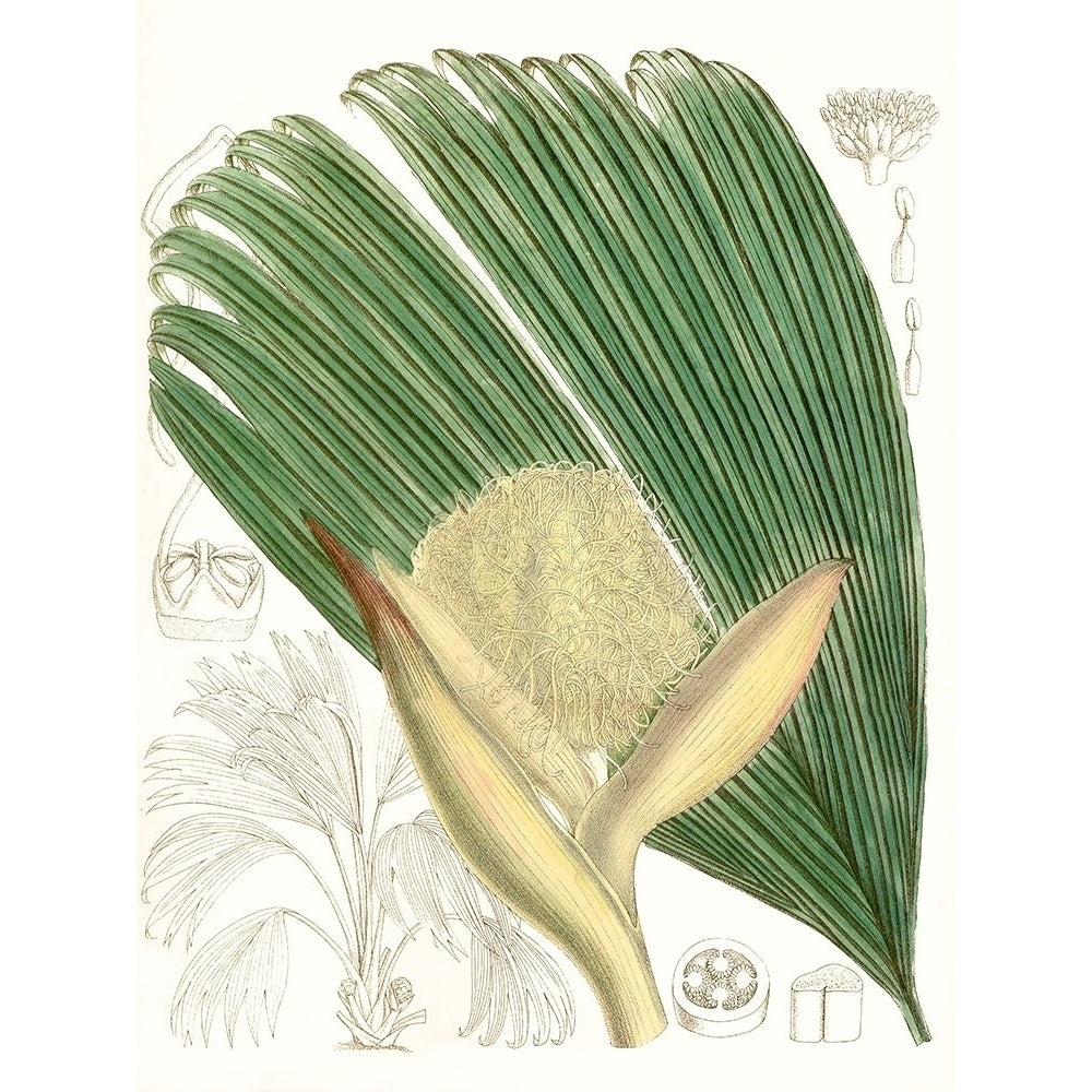 Palm Melange II Poster Print - Curtis-VARPDX134430Z Image 1