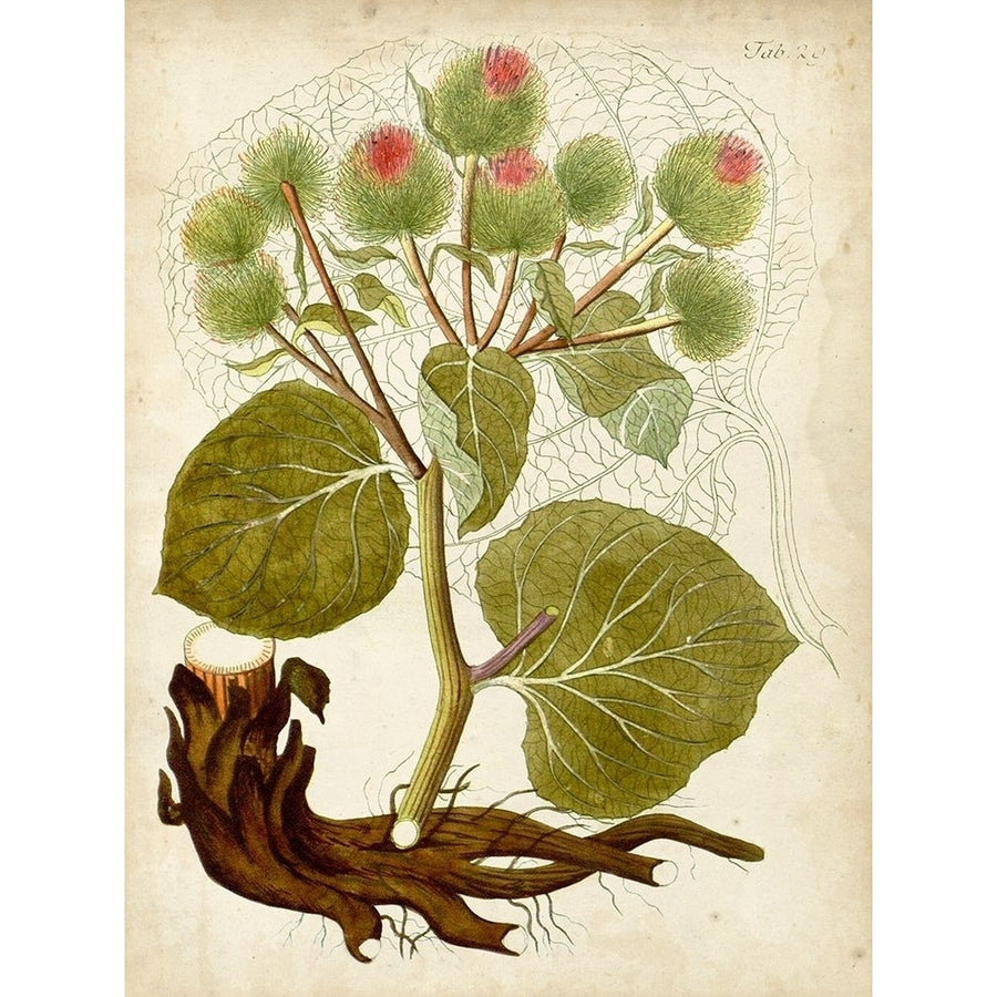 Horticultural Specimen V Poster Print - Unknown-VARPDX134427Z Image 1