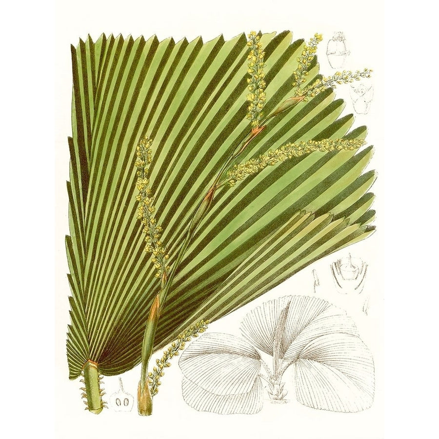 Palm Melange I Poster Print - Curtis-VARPDX134429Z Image 1