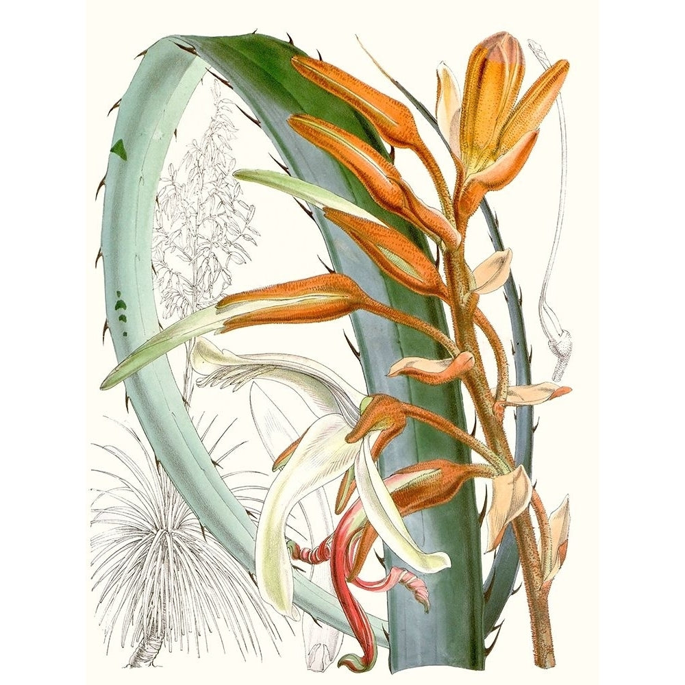 Tropical Variety III Poster Print - Curtis-VARPDX134440Z Image 1