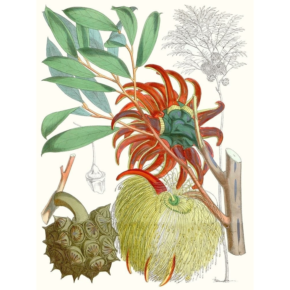 Tropical Variety IV Poster Print - Curtis-VARPDX134441Z Image 1