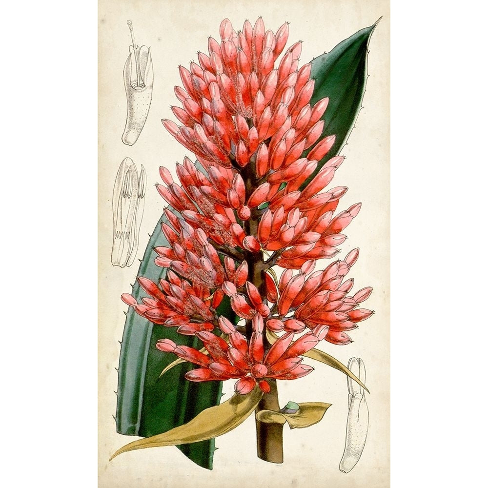 Tropical Gems V Poster Print - Curtis-VARPDX134451Z Image 1