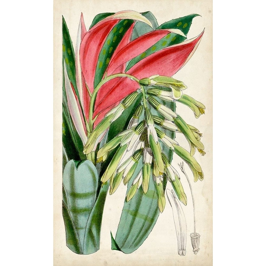 Tropical Gems III Poster Print - Curtis-VARPDX134449Z Image 1