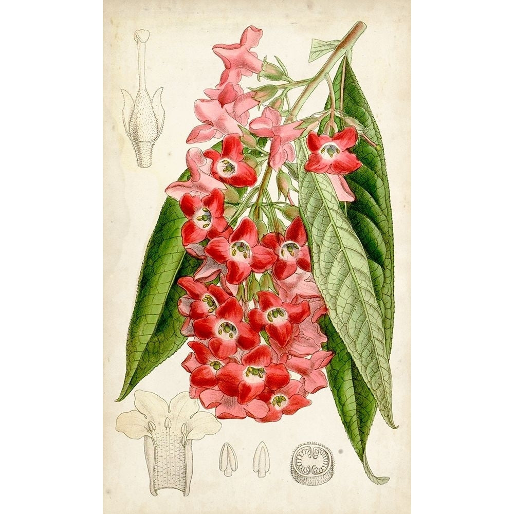 Tropical Gems IV Poster Print - Curtis-VARPDX134450Z Image 1