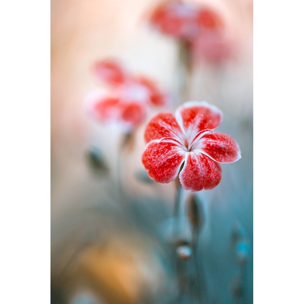 Dianthus Poster Print - Mandy Disher-VARPDX1346323 Image 1