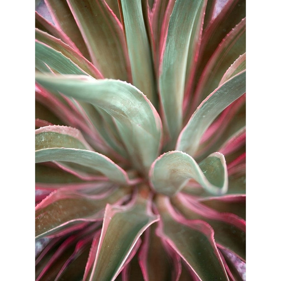 Pink Agave Poster Print by Susan Bryant-VARPDX13483GG Image 1