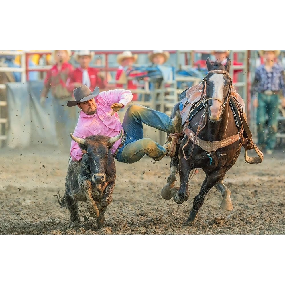 Steer Wrestling Poster Print - David Hua-VARPDX1354814 Image 1