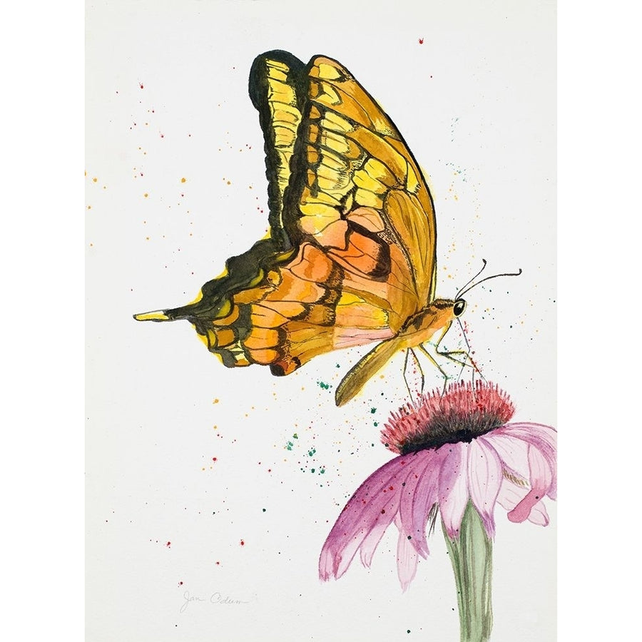 Butterfly Nectar Poster Print by Jan Odum-VARPDX13549B Image 1