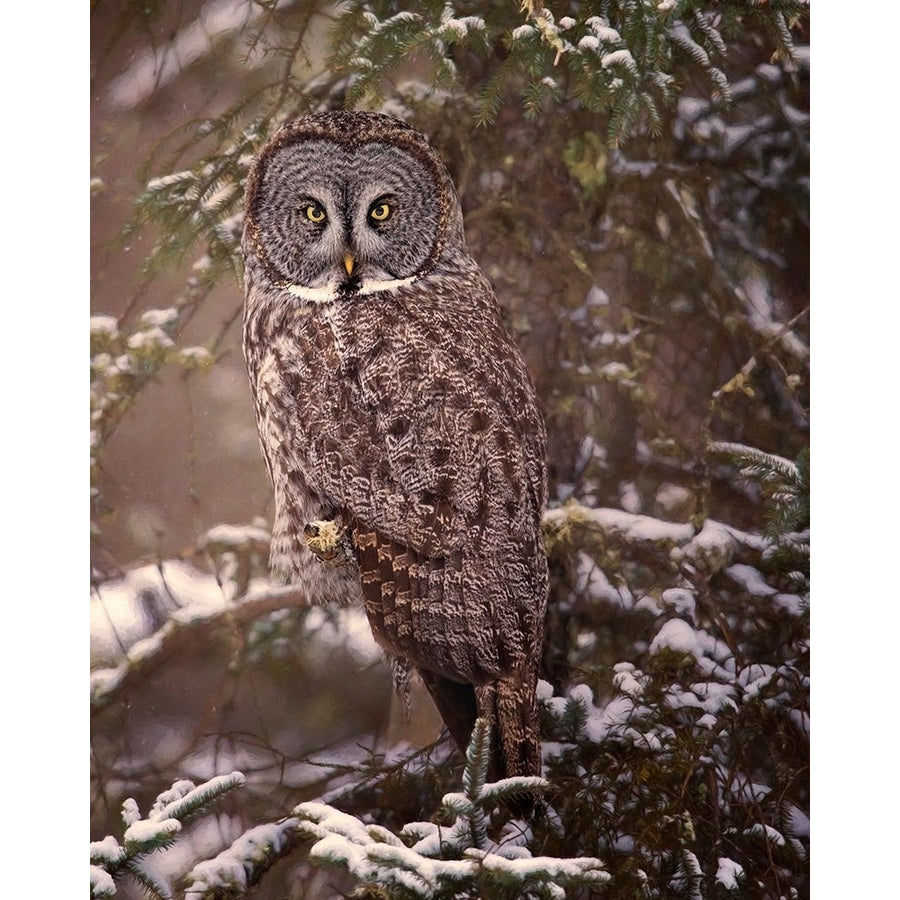 Owl in the Snow I Poster Print - PHBurchett-VARPDX135573GG Image 1