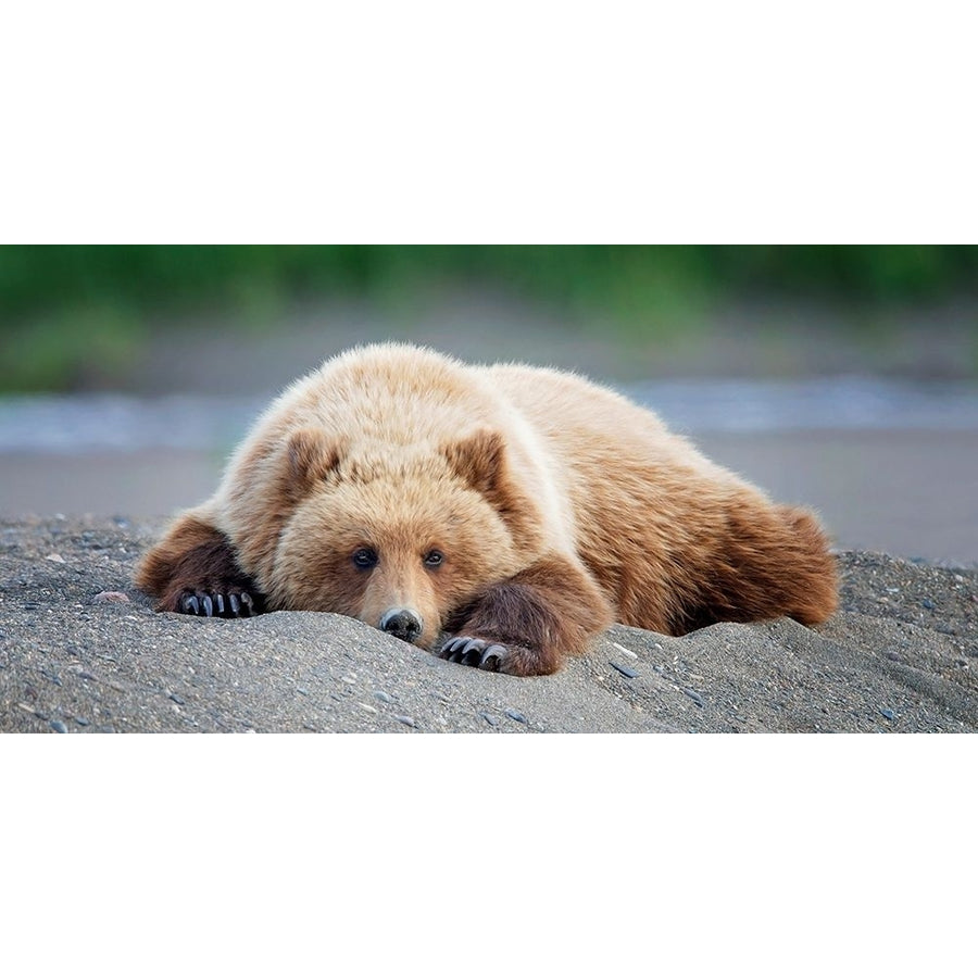 Bear Life X Poster Print - PHBurchett-VARPDX135565GG Image 1