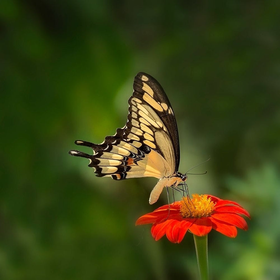 Butterfly Portrait V Poster Print - PHBurchett-VARPDX135725D Image 1