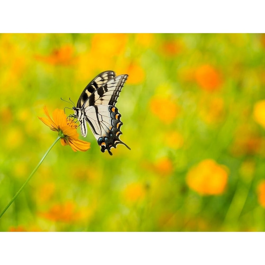 Butterfly Portrait VIII Poster Print - PHBurchett-VARPDX135728D Image 1