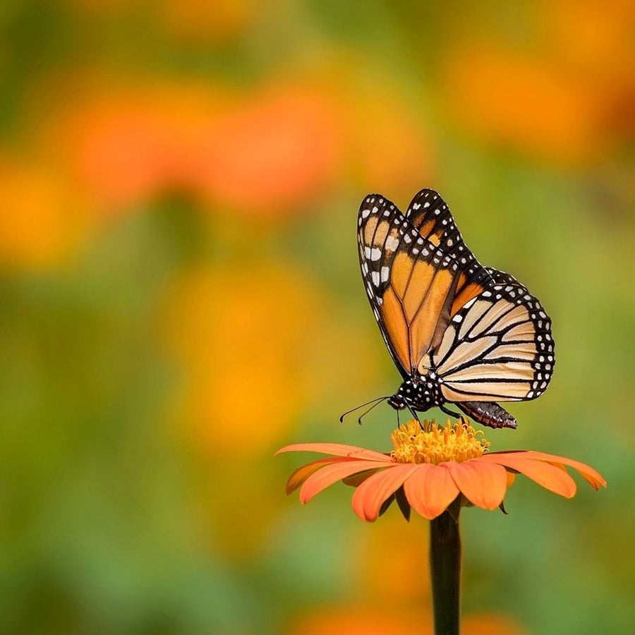 Butterfly Portrait IV Poster Print - PHBurchett-VARPDX135724D Image 1