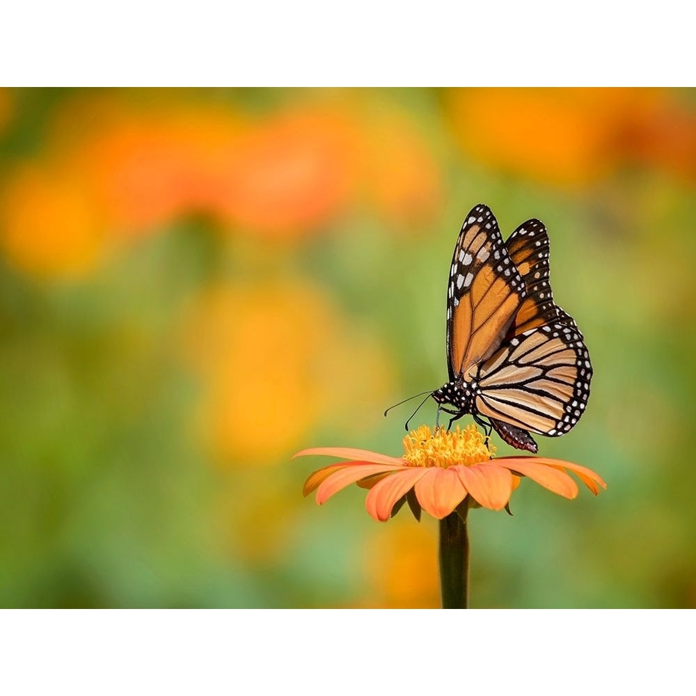 Butterfly Portrait IX Poster Print - PHBurchett-VARPDX135729D Image 1