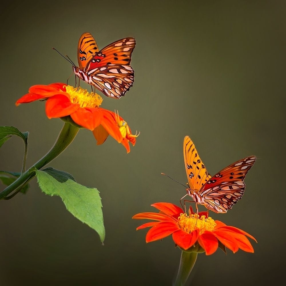 Butterfly Portrait VI Poster Print - PHBurchett-VARPDX135726D Image 1