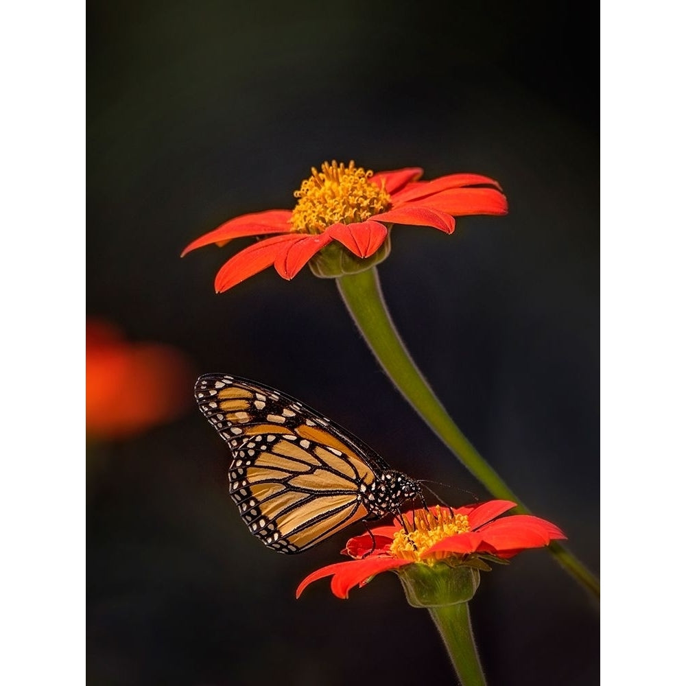 Butterfly Portrait X Poster Print - PHBurchett-VARPDX135730D Image 1