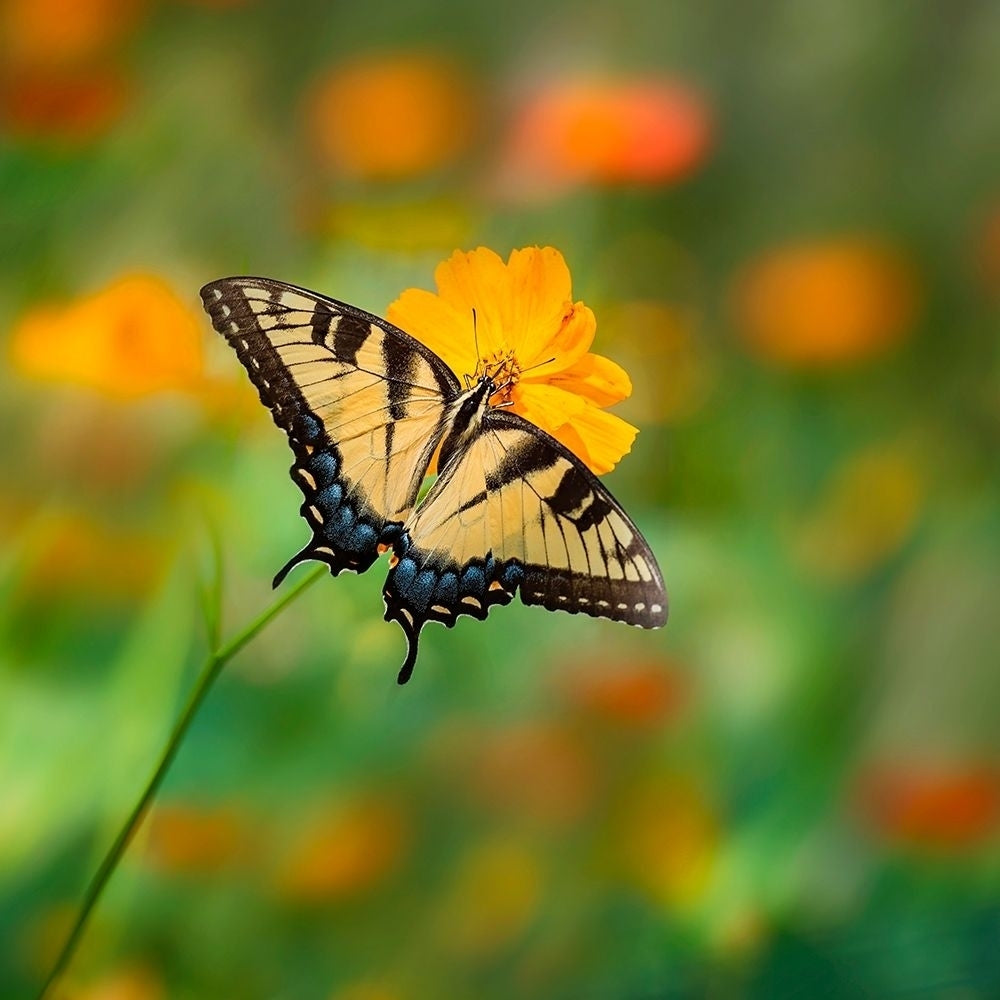 Butterfly Portrait I Poster Print - PHBurchett-VARPDX135721D Image 1