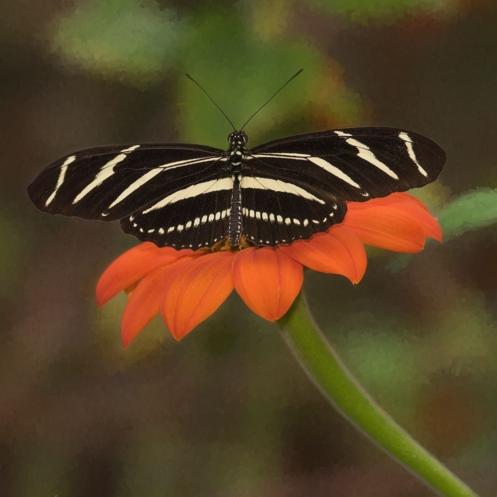 Butterfly Portrait VII Poster Print - PHBurchett-VARPDX135727D Image 1