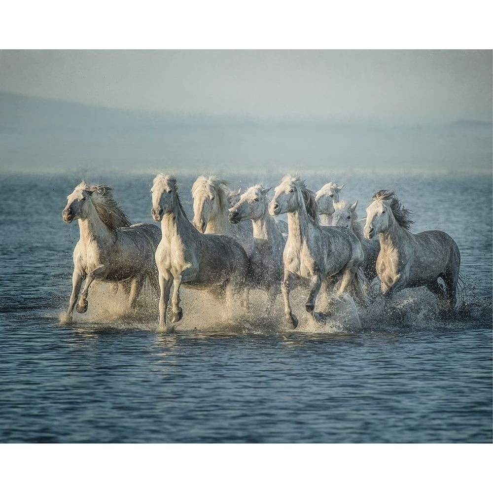 Water Horses VI Poster Print - PHBurchett-VARPDX135736GG Image 1