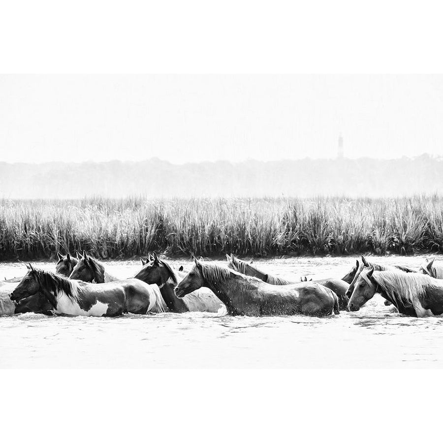 Water Horses III Poster Print - PHBurchett-VARPDX135733GG Image 1