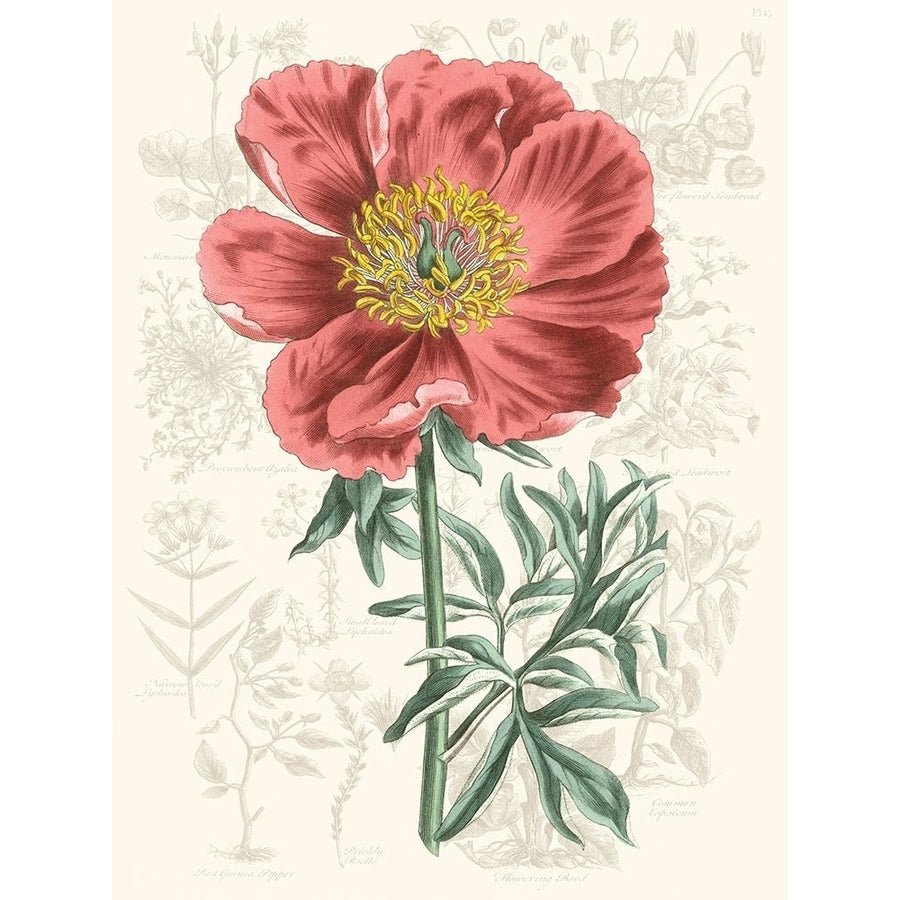 Peony Flower Garden IV Poster Print - Studio Vision-VARPDX135786Z Image 1