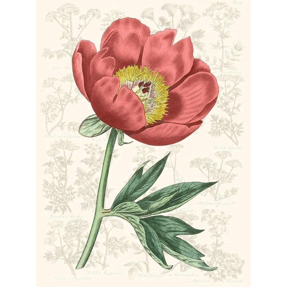 Peony Flower Garden III Poster Print - Studio Vision-VARPDX135785Z Image 1