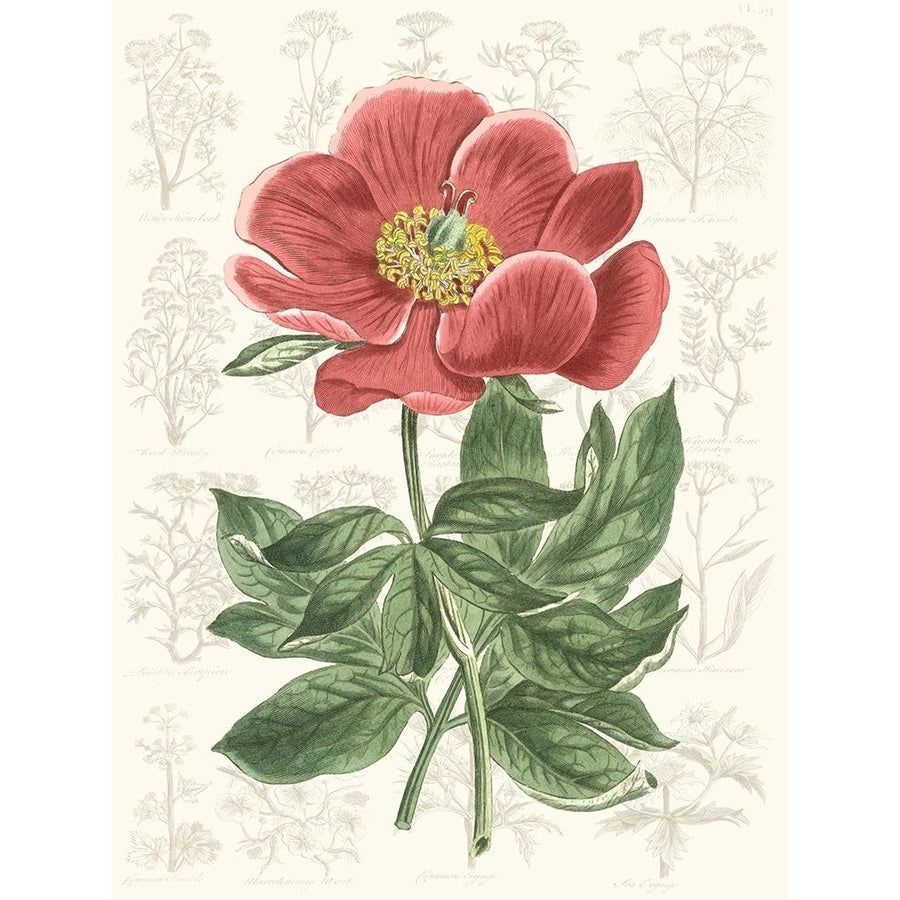 Peony Flower Garden II Poster Print - Studio Vision-VARPDX135784Z Image 1