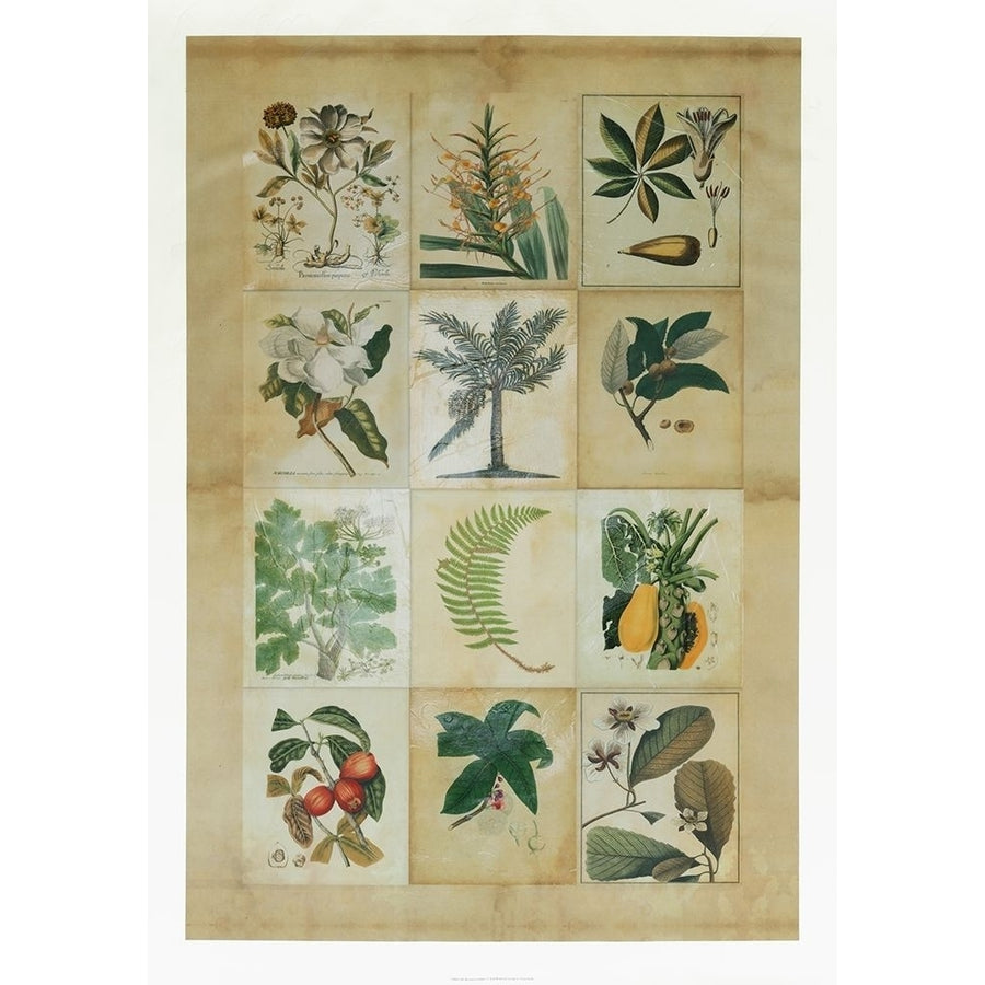 Botanical Sampler I Poster Print - Studio Vision-VARPDX135826VME Image 1