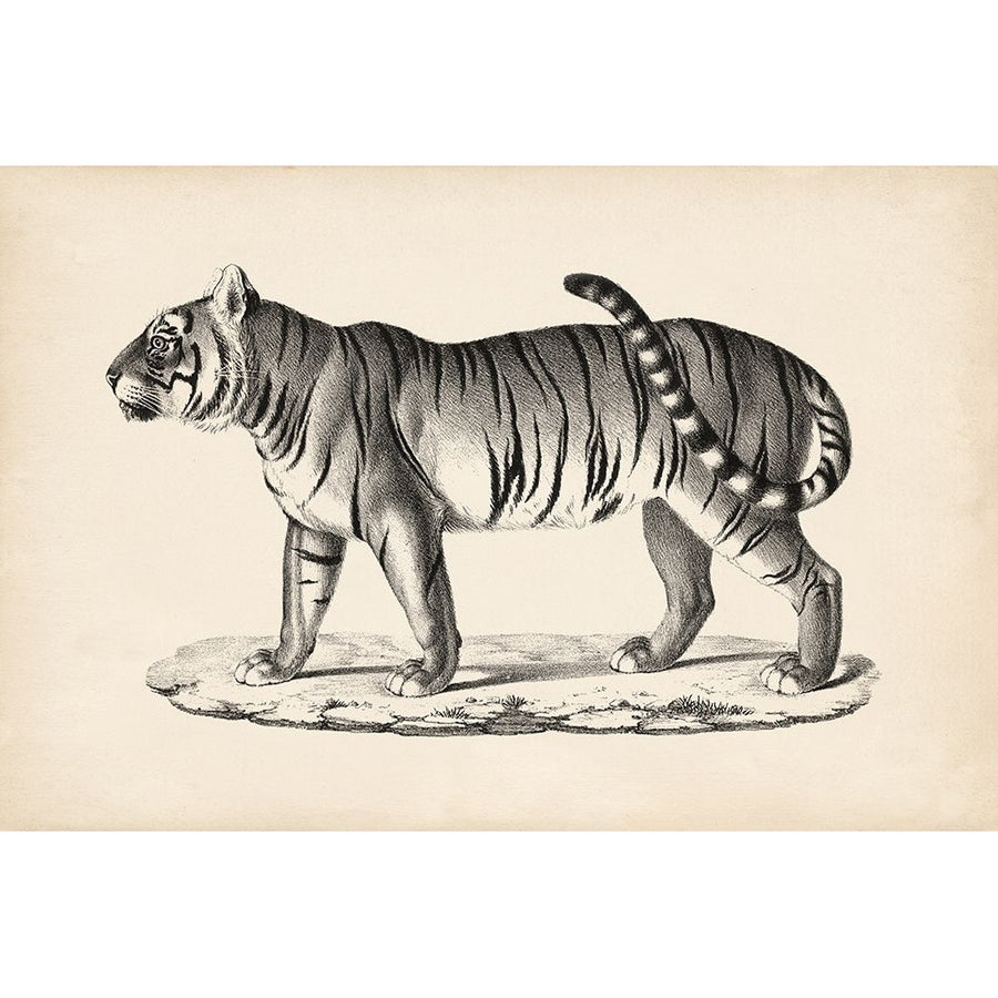 Brodtmann Male Tiger Poster Print - Brodtmann-VARPDX135857Z Image 1