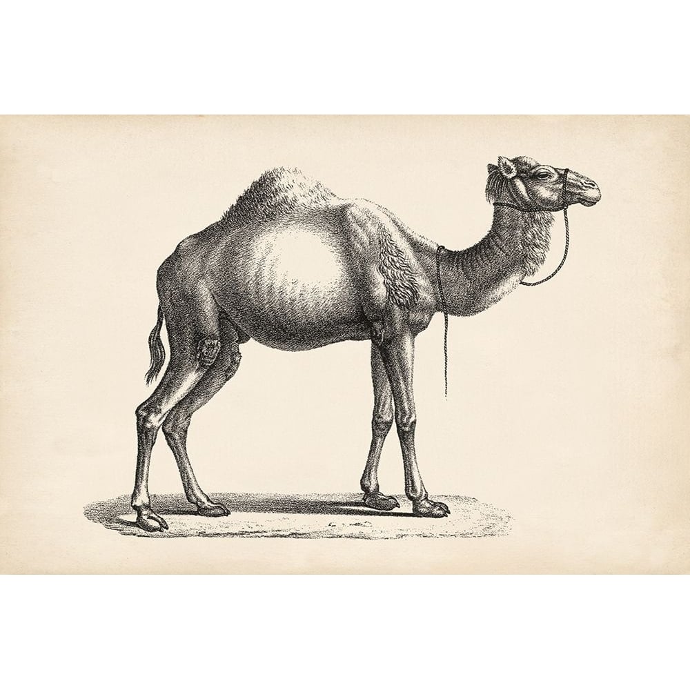 Brodtmann Dromedary Poster Print - Brodtmann-VARPDX135863Z Image 1