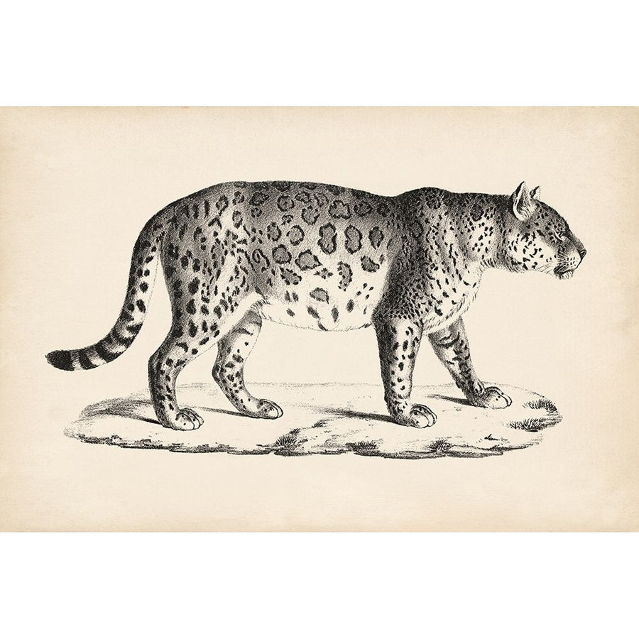 Brodtmann Male Leopard Poster Print - Brodtmann-VARPDX135855Z Image 1