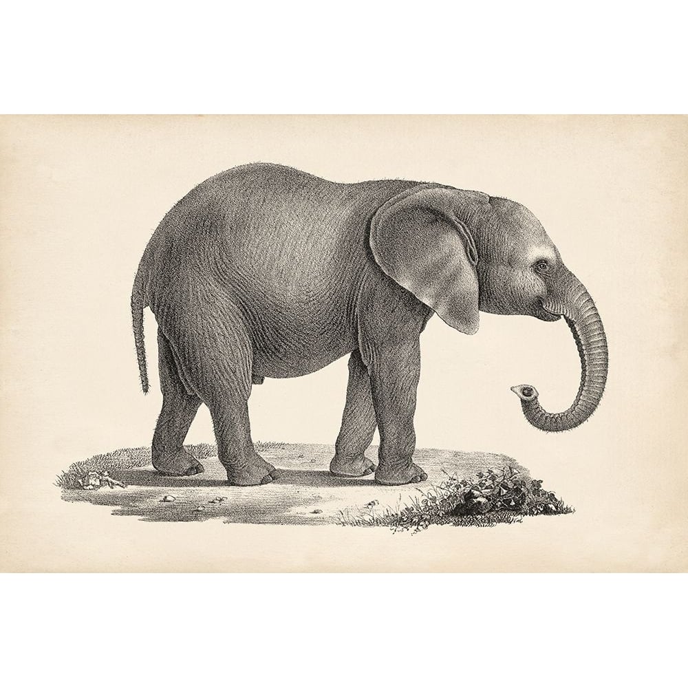 Brodtmann Young Elephant Poster Print - Brodtmann-VARPDX135862Z Image 1