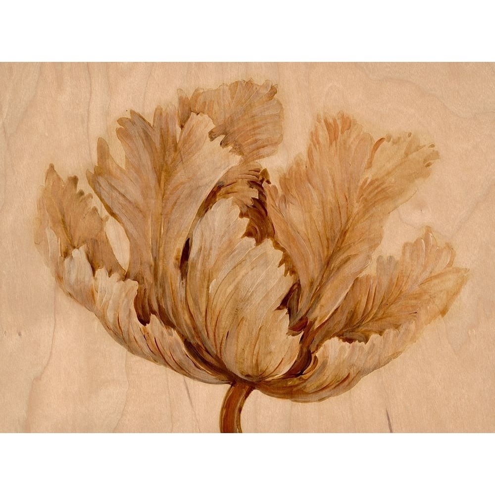 Sepia Tulip on Birch I Poster Print - Tim OToole-VARPDX135930Z Image 1