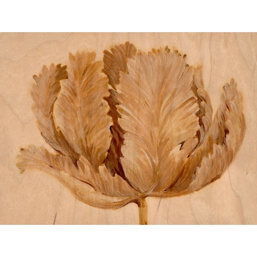 Sepia Tulip on Birch II Poster Print - Tim OToole-VARPDX135931Z Image 1