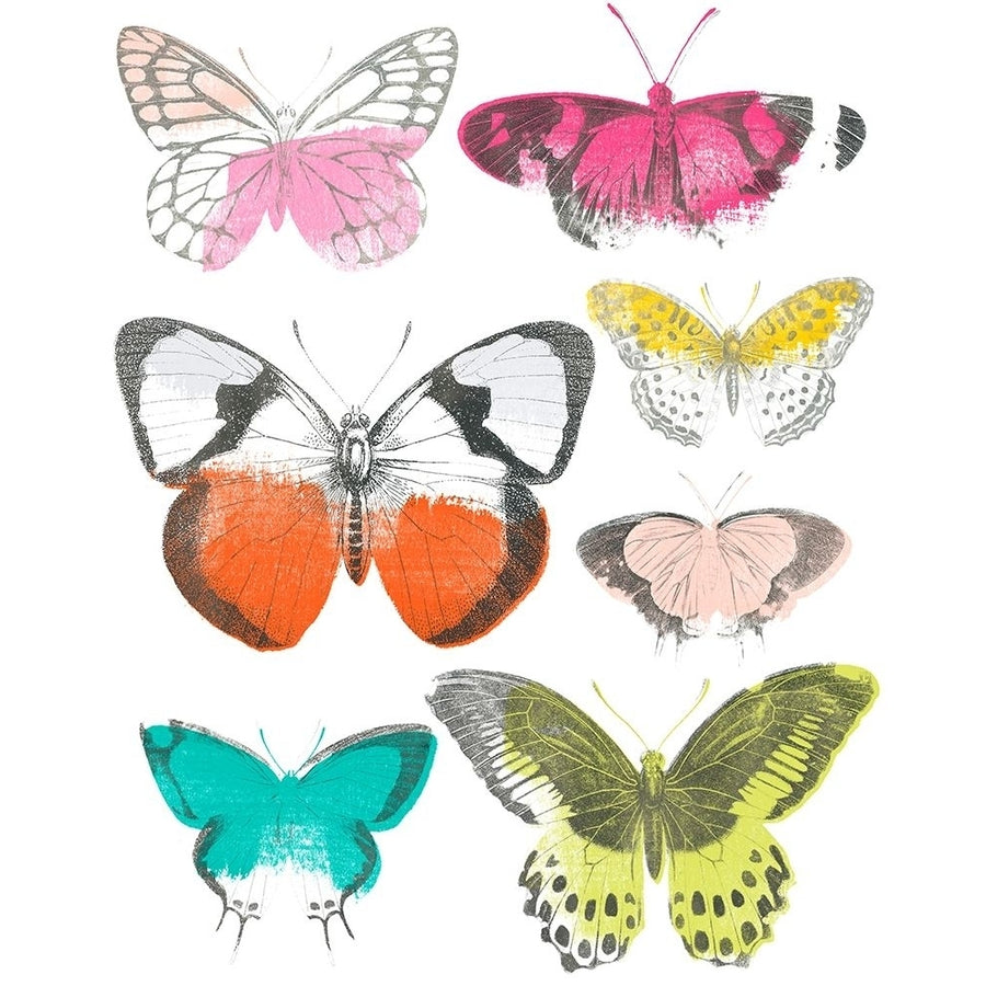 Chromatic Butterflies I Poster Print - June Erica Vess-VARPDX136137GG Image 1