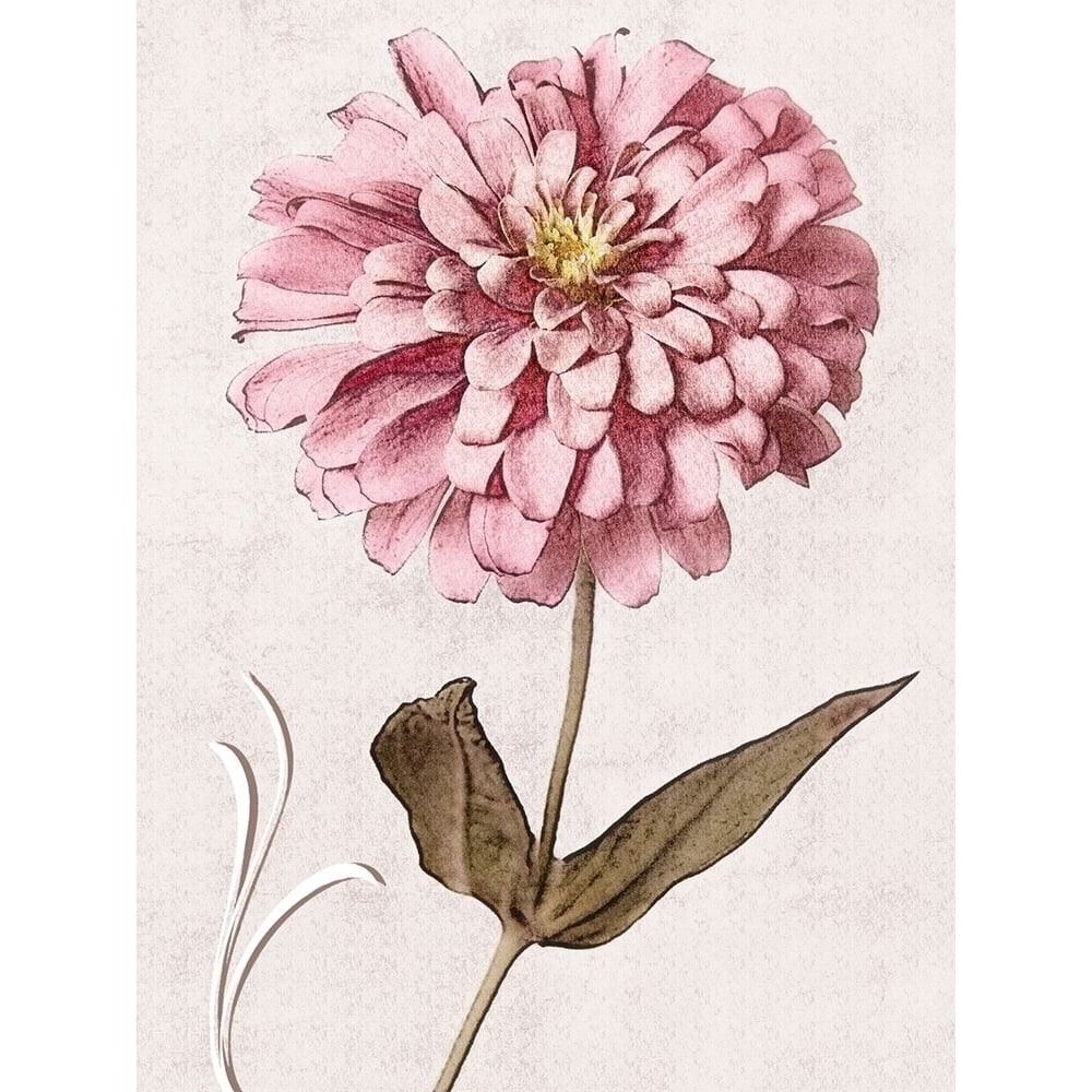 Pink Zinnia I Poster Print - Christine Zalewski-VARPDX136396D Image 1