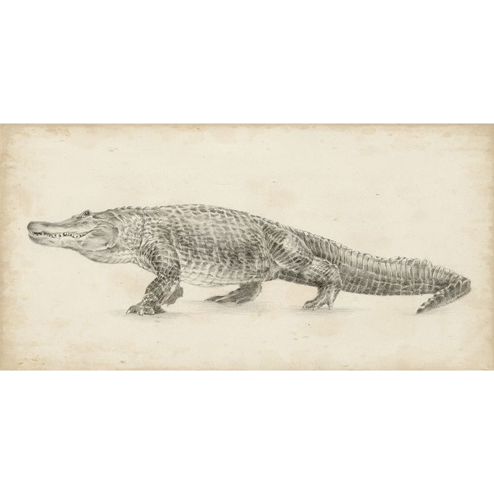 Alligator Sketch Poster Print - Ethan Harper-VARPDX136400Z Image 1